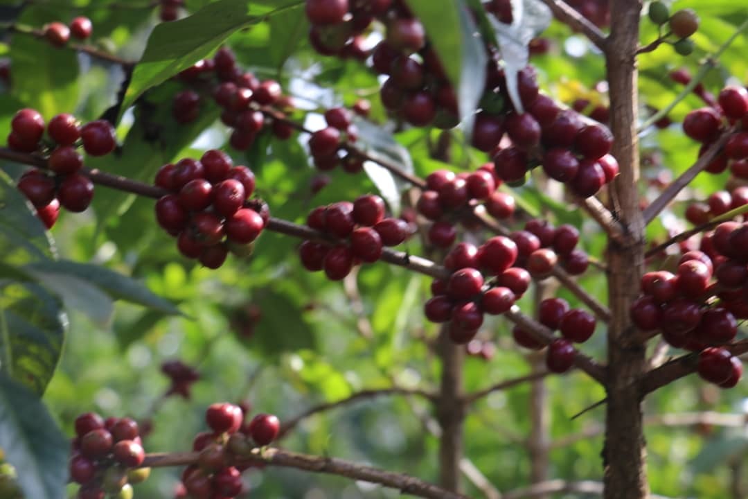Arbusto de café con cerezas maduras en Etiopía en la región de gedeo 