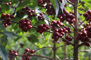 Arbusto de café con cerezas maduras en Etiopía en la región de gedeo 
