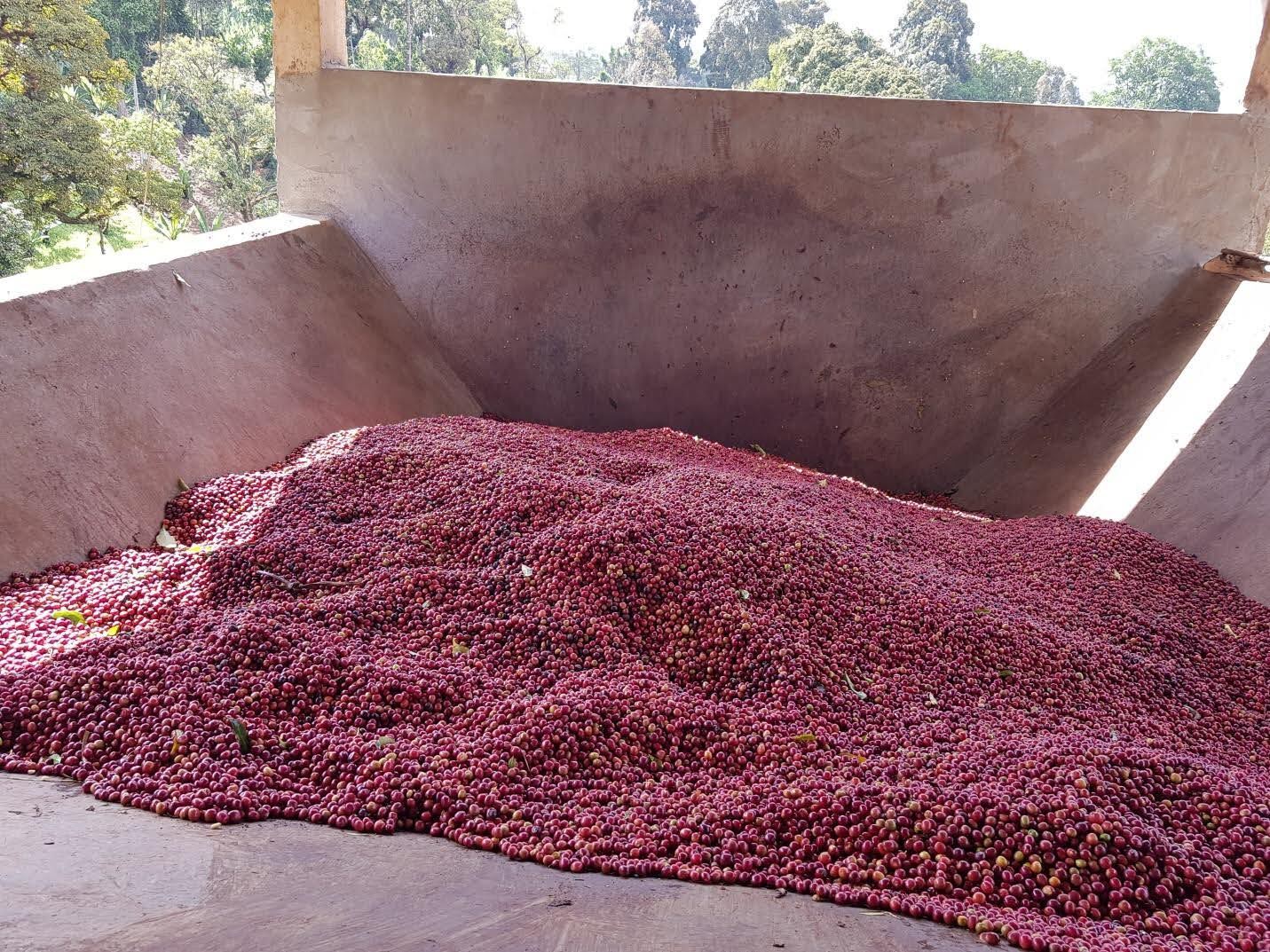 Cerveceras de café recogidas y listas para ser procesadas en la finca Samii danche en Etiopía en la región de gedeo 