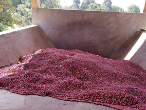 Cerveceras de café recogidas y listas para ser procesadas en la finca Samii danche en Etiopía en la región de gedeo 