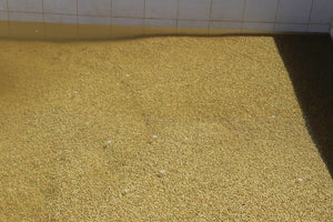 Granos de café en pergamino después de la fermentación en Etiopía región de gedeo, finca Samii danche 