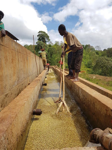 Agricultor etíope removiendo los granos de café en canales de agua para la calcificación de los defectos de la calidad de los granos en Etiopías, finca Samii danche en la región de gedeo 