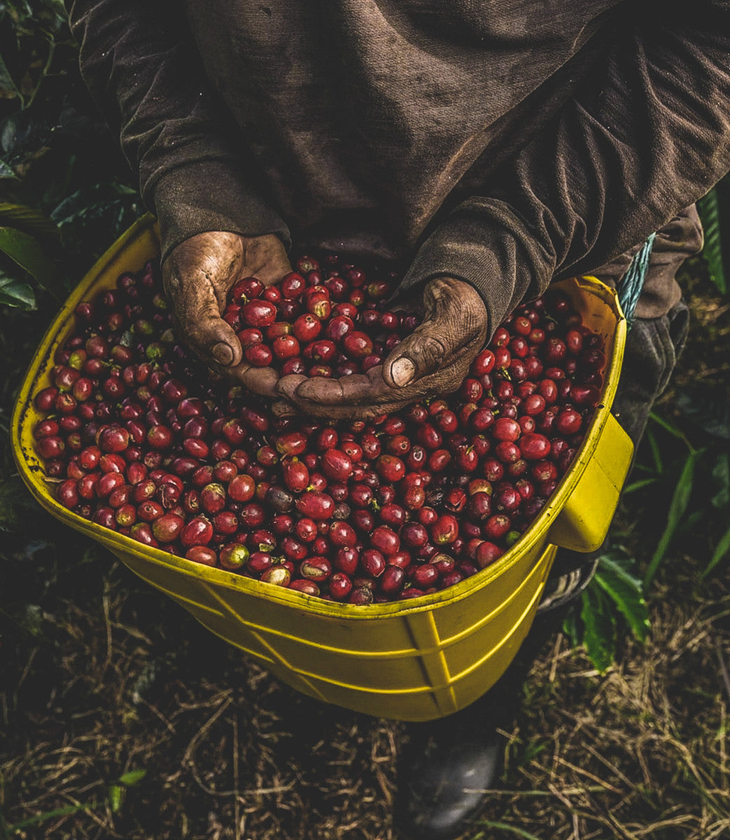 Agricultor colombiano enseñando las cerezas de café de la finca campo hermoso en Colombia 