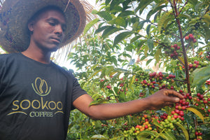 Agricultor de café en Etiopía finca solo, junto a un arbusto de café en la región de guji 