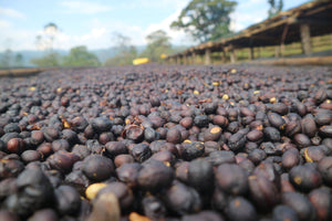 Cerezas de café secándose en la finca laayoo en la región de guji en Etiopía 