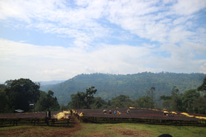 Estación de secado en Etiopía,finca laayoo, en la región de guji 