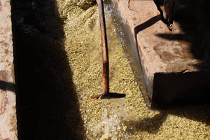 Canales de lavado y separación de granos de café en pergamino en Etiopía, finca chelbesa 