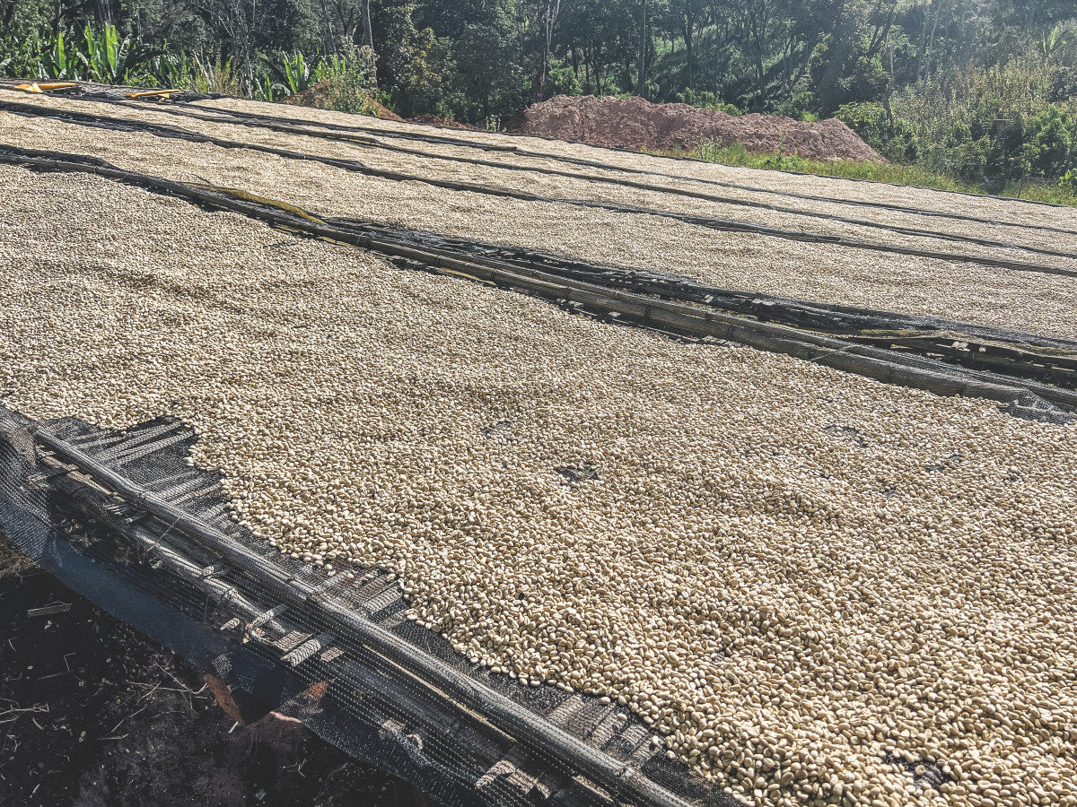 Granos de café en pergamino, secándose en camas africanas en la finca weesii en la región de guji en Etiopía 