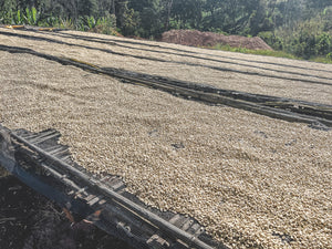 Granos de café en pergamino, secándose en camas africanas en la finca weesii en la región de guji en Etiopía 