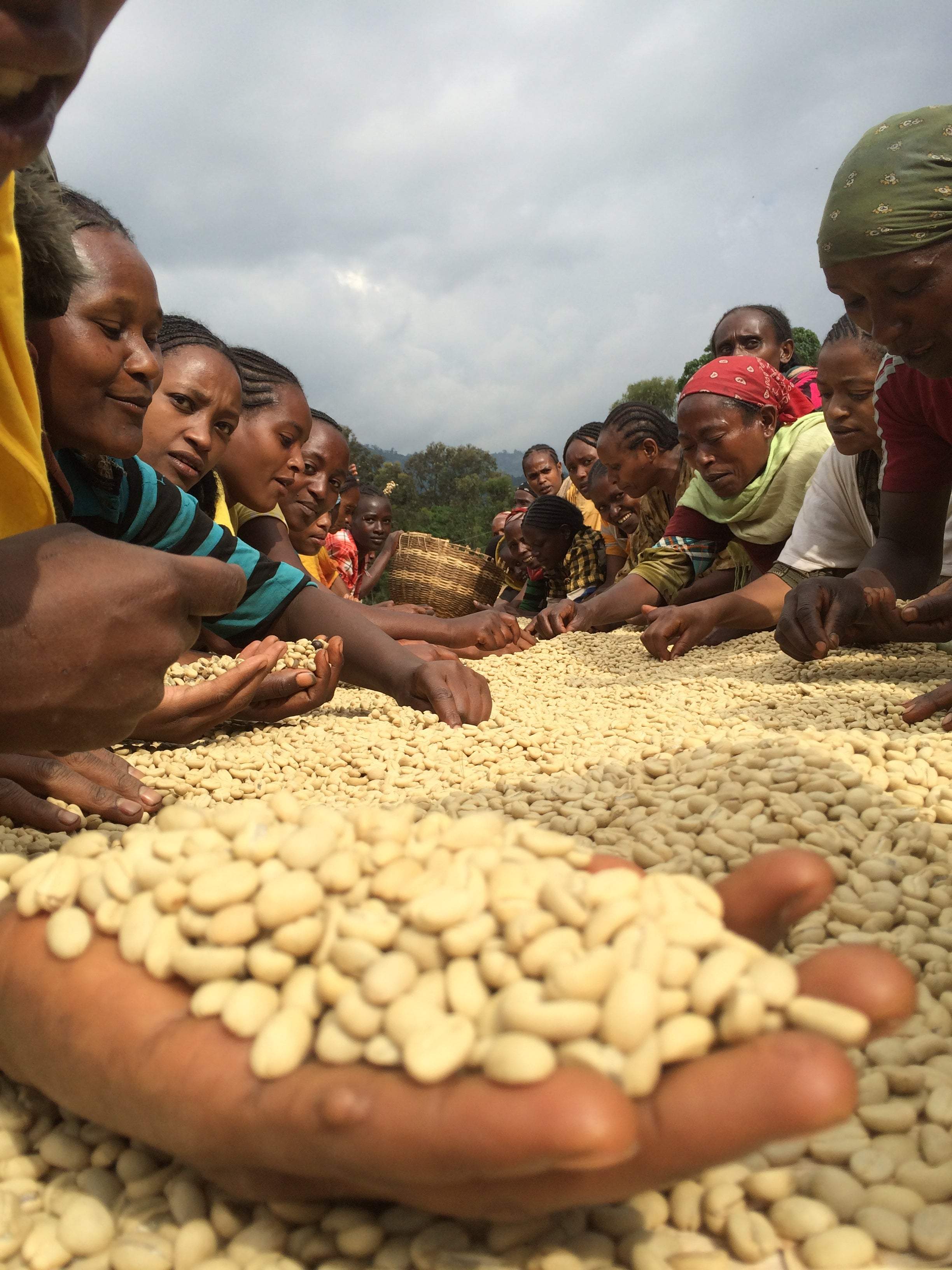 Mujeres etíopes seleccionado granos de café verde en pergamino encima de las camas africanas en Etiopía finca chelbesa 