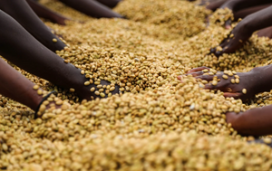 Agricultores etíopes removiendo los Granos de café en la estación de lavado bombe 