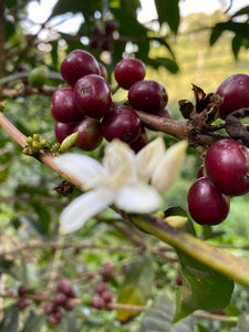 Cerezas y flor de café en Etiopía en la finca weesi en la región de guji 