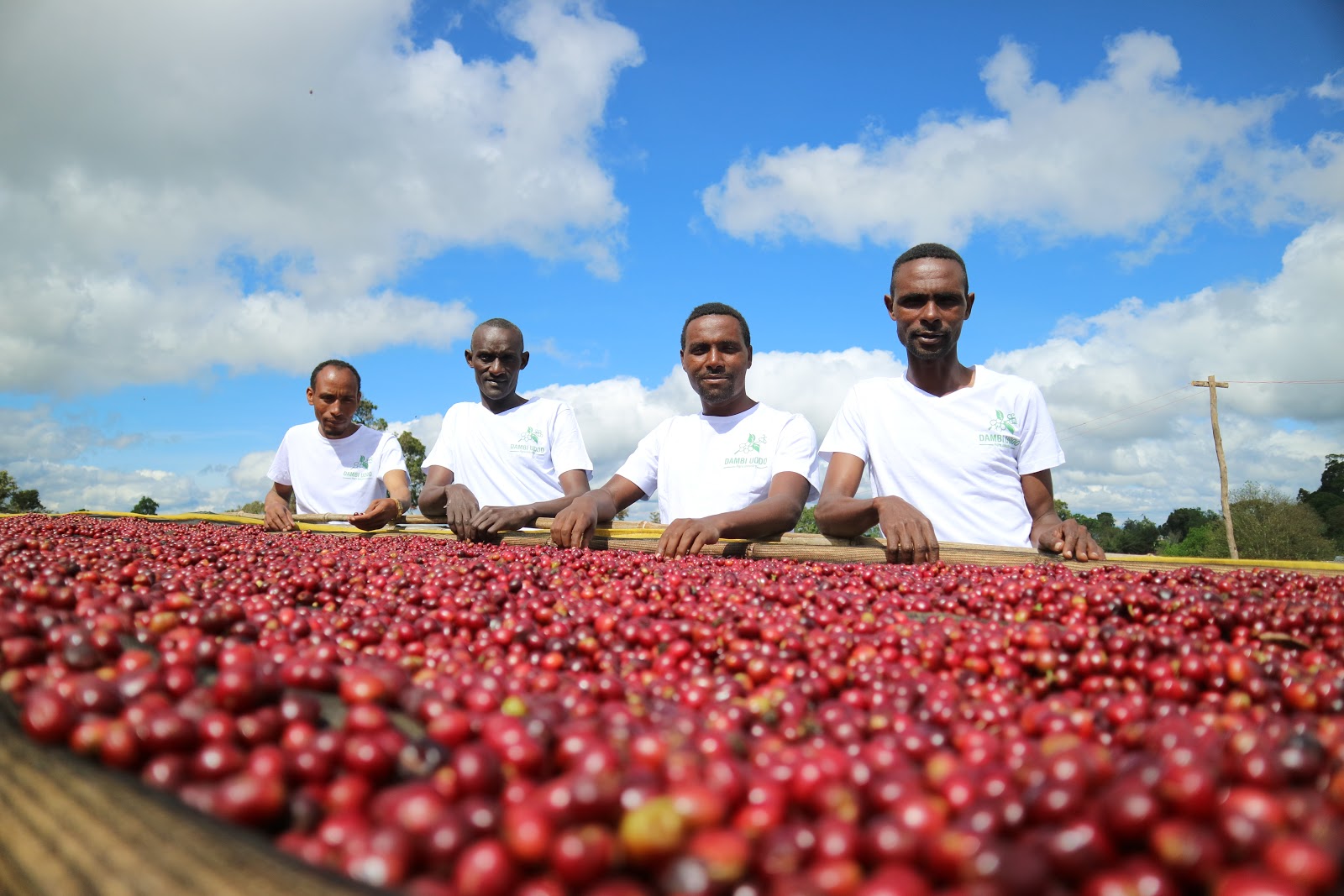 Productores de café en Etiopía, finca laayoo en la región de guji, junto a cerezas de café secándose 