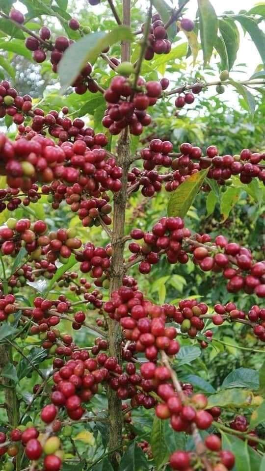 Arbusto de café, repleto de cerezas maduras en Etiopía, estación de Odaco 
