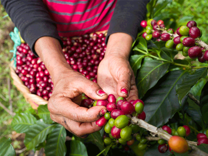 agricultura de nicaragua recolectando cerezas de cafe en su punto optimo de madurez