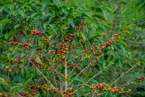 arbusto de cafe con cerecas de cafe en ruanda