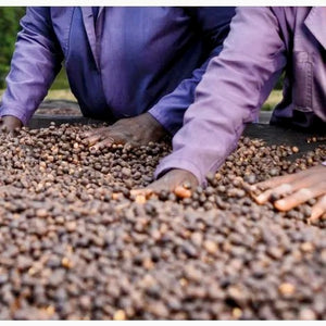 productores de la finca doondu en kenia removiendo las cerezas de cafe 