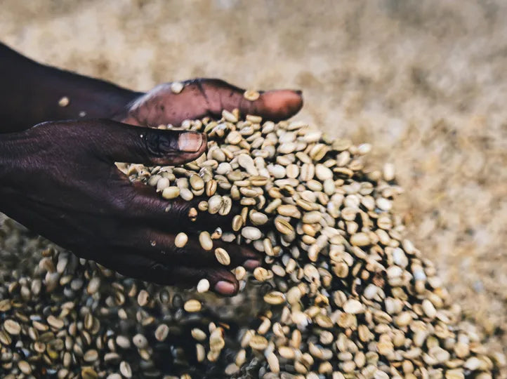 manos de agricultora removiendo el cafe en pergamino en fase de secado