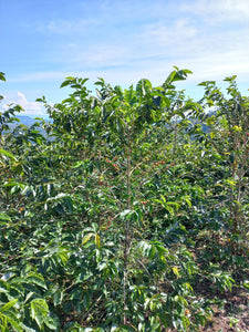 plantaciones de cafe en la rgion de huila en colombia