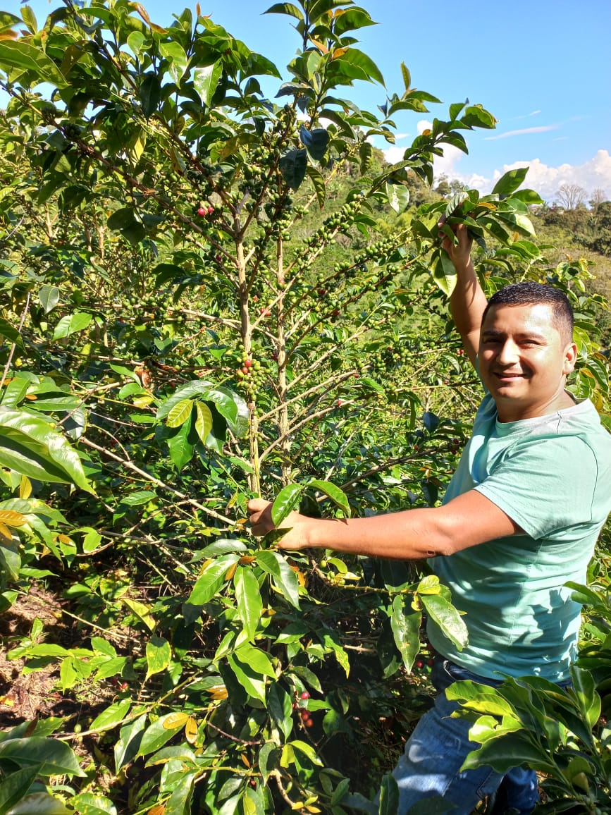 productor colombiano junto a un arbusto de cafe