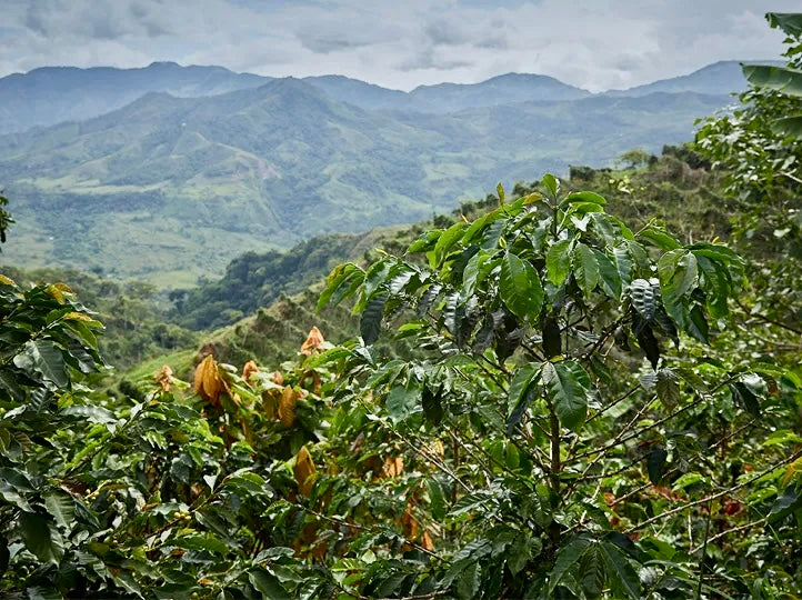 la plantacion de cafe de la finca luisa una impresionante elevación de 1.720 msnm, es una gran propiedad de 70 hectáreas ubicada cerca del pueblo de San Bernardo de los Farrallones, Ciudad Bolívar, en la región de Antioquia.