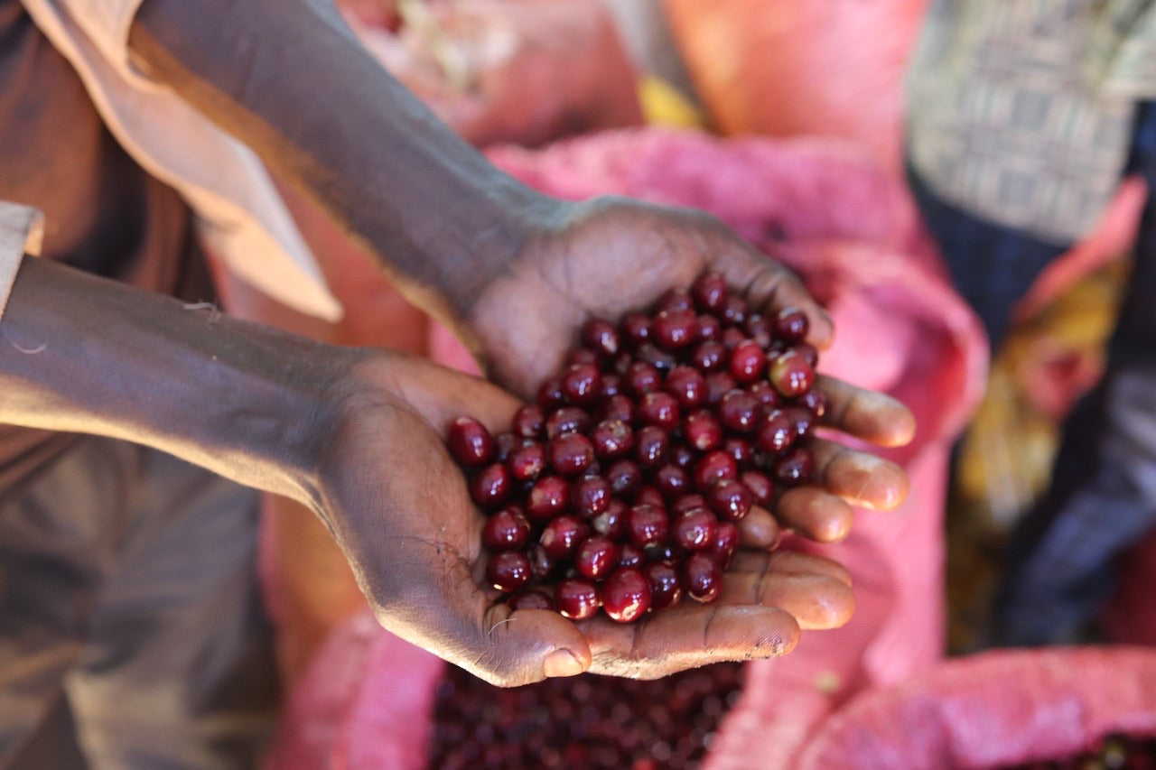 agricultor etiope mostrando las cerezas de cafe en su punto optimo