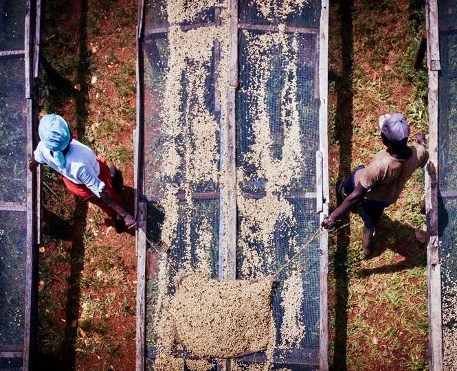 agricultores de kenia removiendo los granos de cafe en camas africanas