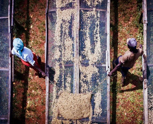 agricultores de kenia removiendo los granos de cafe en camas africanas