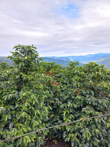plantaciones de cafe en colombia en la region de huila,en la finca el embrujo