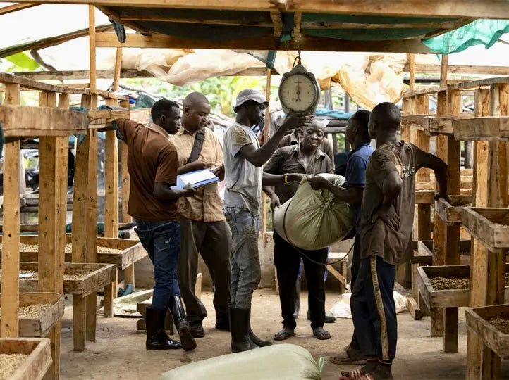 agricultores ugandeses pesando los sacos de cafe 