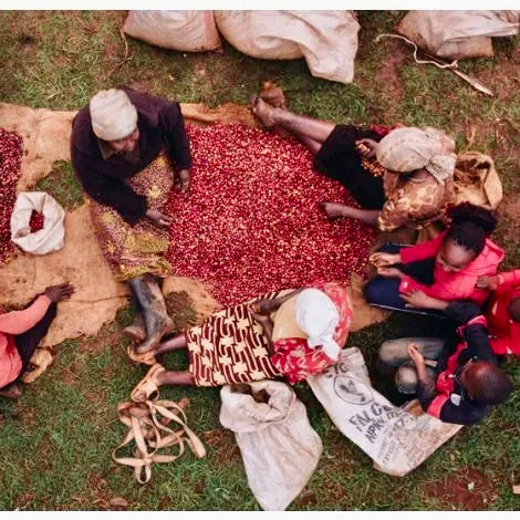 mujeres de kenia clasificando las cerezas de cafe 