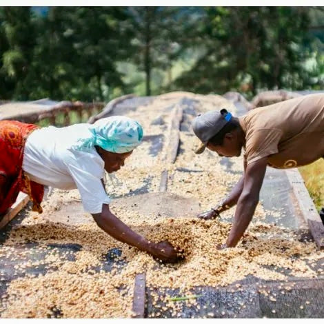agricultore  en kenia poniendo el cafe en pregamino para la fase de secado