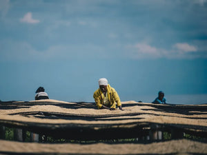 agricultoras de ruanda removiendo el cafe en fase de secado