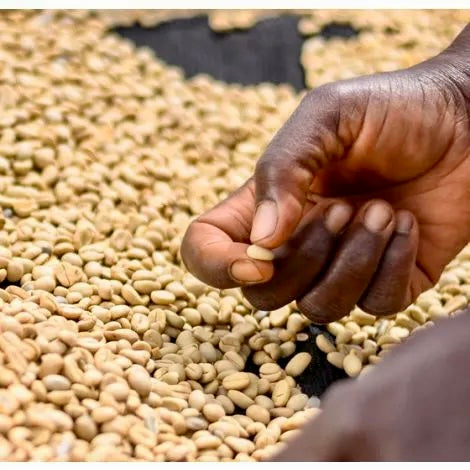 clasificación de cafe y fase de secado en kenia 