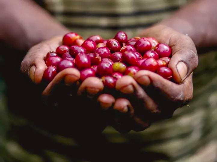 productor etiope enseñando sus cerezas maduras recien recolectadas