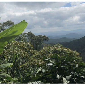 cultivo de cafe en nicaragua, region de nueva segovia