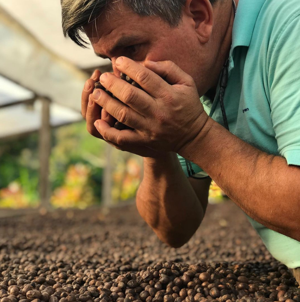 Allan Hartman en la Finca Hartmann en Panamá, oliendo cerezas de cafés secados de manera natural. Uno de esos café naturales será el lote de café chicho gallo que después tostará Kima Coffee en Málaga. España