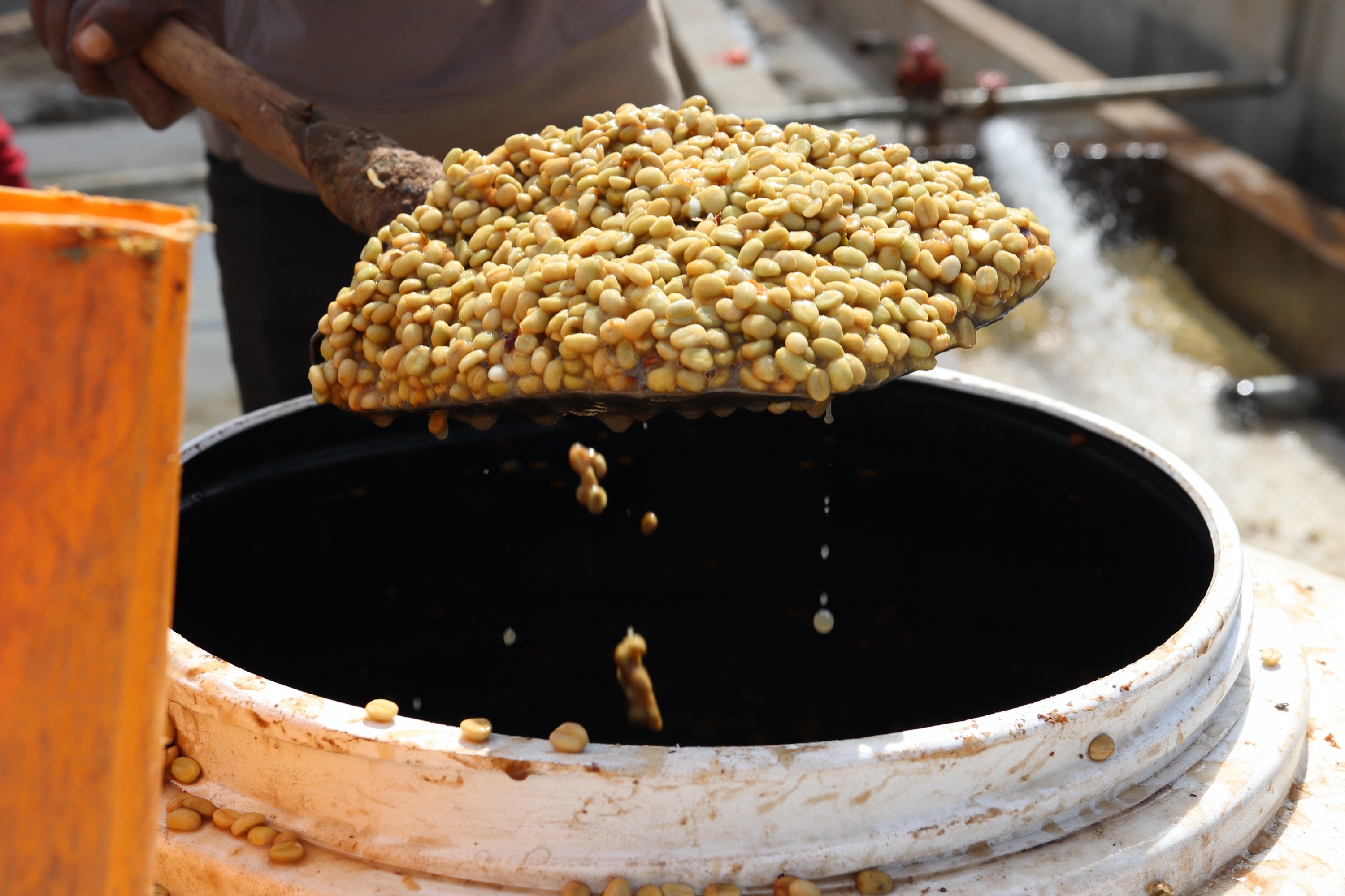 Muestra de Granos de café lavados sobre un barril del café de especialidad de Etiopía Uraga Raro Kebele. Tostado en Málaga por Kima Coffee