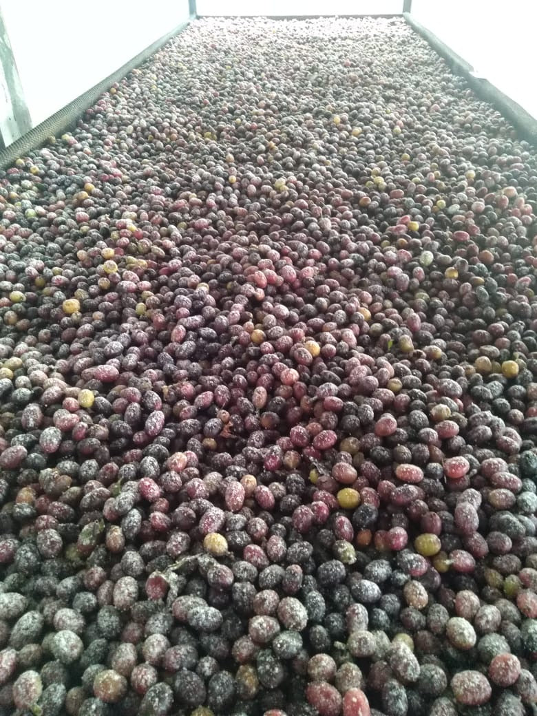 Cerezas de café fermentadas con KOJI en la Finca el Vergel en Colombia. Experimento e innovación a nivel mundial. Tostado en Málaga por Kima Coffee