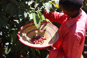 agricultor etiope recogiendo las cerezas de cafe