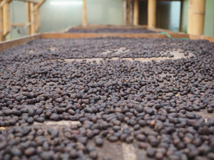 Primer plano de granos secados sobre las camas elevadas. Estas cerezas ya tienen un color oscuro pues están secas y listas para pasar a la siguiente fase en la que se obtendrá el grano en verde, listo para tostar por Kima Coffee, cafés de especialidad en Málaga. España. 