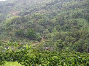Paisaje montañoso y totalmente verde de la finca Puerto alegre, en Colombia. Donde se cultivan distintos tipos de café arábica, como el Java que presenta este café de Kima Coffee
