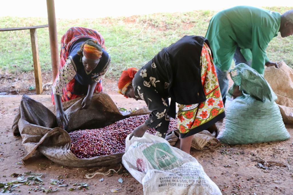 mujeres keniatas recogiendo las cerezas de cafe 