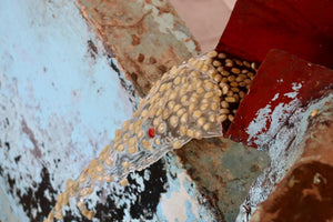 lavado de granos de cafe de kenia despues de el despulpado de las cerezas 