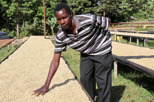 agricultor de kenia controlando la fase de secado de los granos 