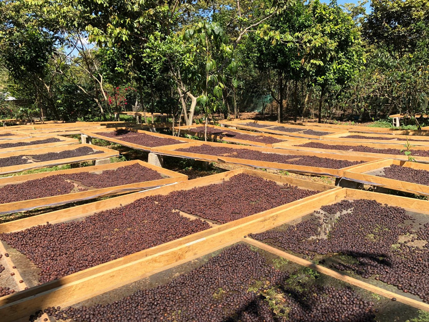 Camas africanas del café de especialidad de México de Oscar Ruiz Rincon con 120 horas de fermentación anaeróbica