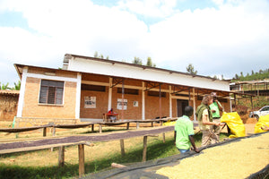 Vista de la estación de lavado de Buzira, en Burundi. En primer término vemos camas africanas donde reposa café lavado (color amarillo claro) y algunos trabajadores alrededor