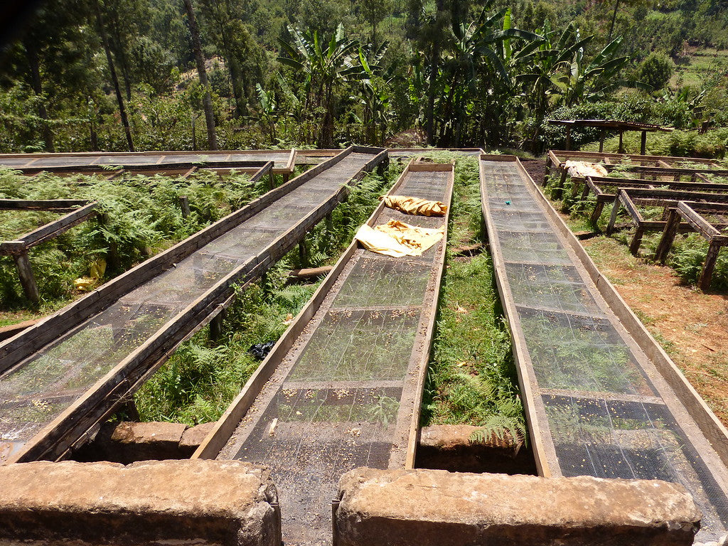 Entre una frondosa vegetación verde, vemos las camas africanas listas para el secado de los granos de café keniata. Es parte del benefício húmedo de Tano Ndongo