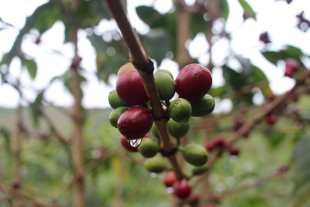Primer plano de una rama de cafetal con cerezas rojas y verdes de café de Perú. Posteriormente tostado en Málaga por Kima Coffee