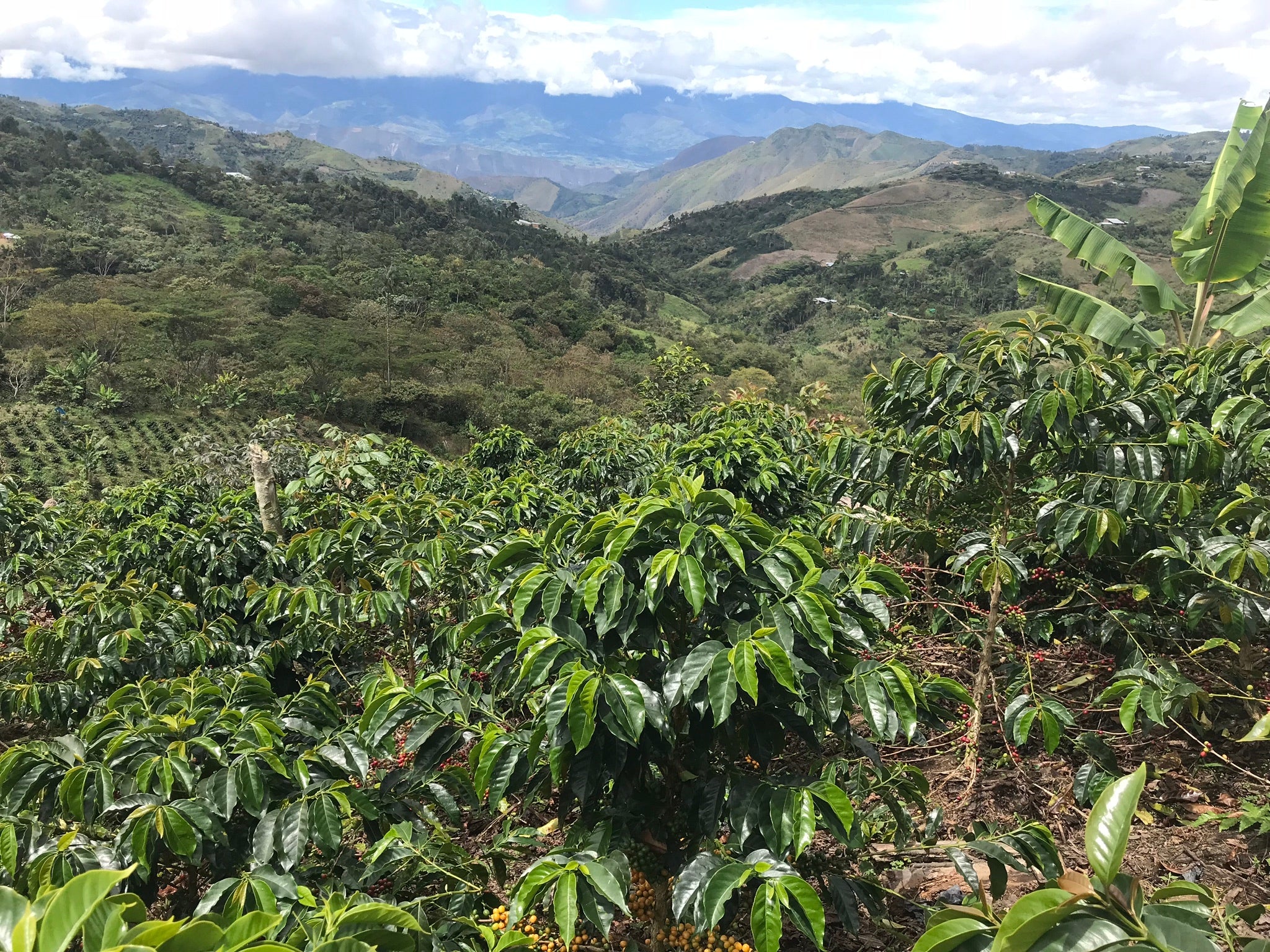 Paisaje verde montañoso de Perú con plantación de café en primer término. 